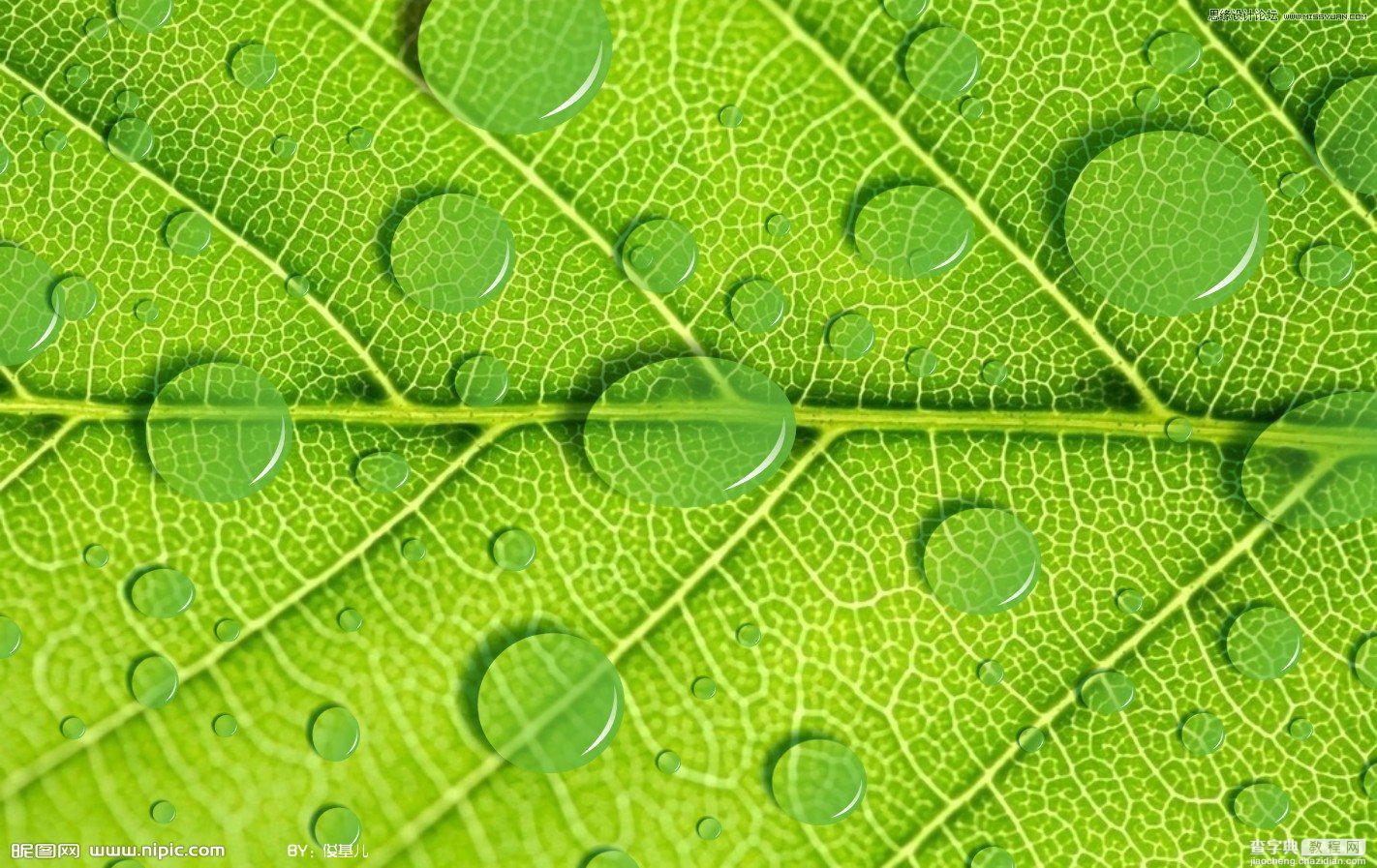 Coreldraw教程：制作绿叶上立体透明的水滴1