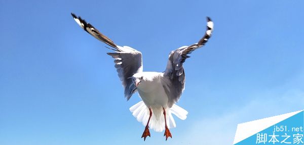 教你用普通的智能手机拍摄生动的鸟类照片5