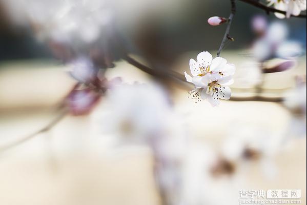 春季摄影七招巧拍树上花实例教程7