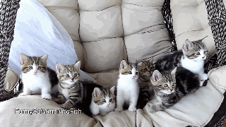 可爱猫咪的动作视频拍摄技巧介绍2