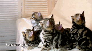 可爱猫咪的动作视频拍摄技巧介绍6