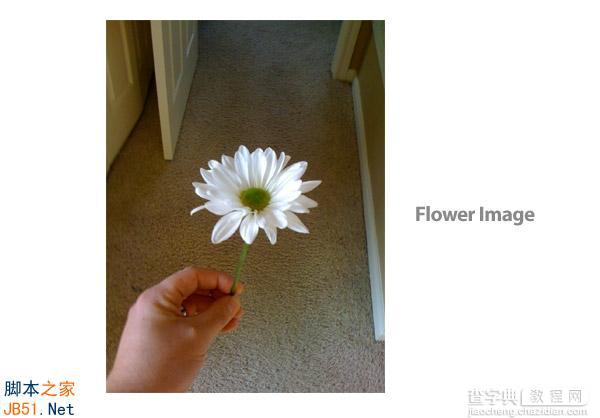 Illustrator(AI)模仿真实花朵绘制出具有水彩矢量效果的花卉图实例介绍2