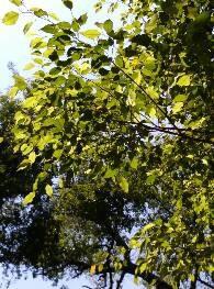 树叶拍摄技巧 阳光透过树叶的照片拍摄心得1