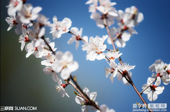 春季摄影七招巧拍树上花实例教程3