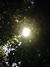 树叶拍摄技巧 阳光透过树叶的照片拍摄心得4
