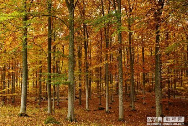 深秋已至 5招教你拍出美丽漂亮的的红叶(组图)3