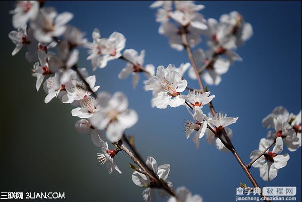 春季摄影七招巧拍树上花实例教程2