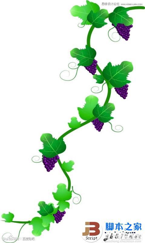 CorelDraw(CDR)模仿绘制出逼真的绿藤和成串的紫葡萄实例教程1