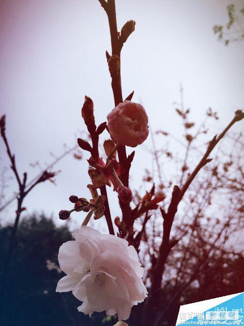 春季出行踏青赏花 分享一些拍摄花朵的技巧8