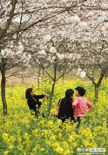 教你如何在春天樱花摄影技巧教程8