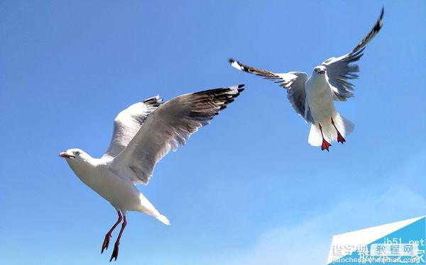 教你用普通的智能手机拍摄生动的鸟类照片7