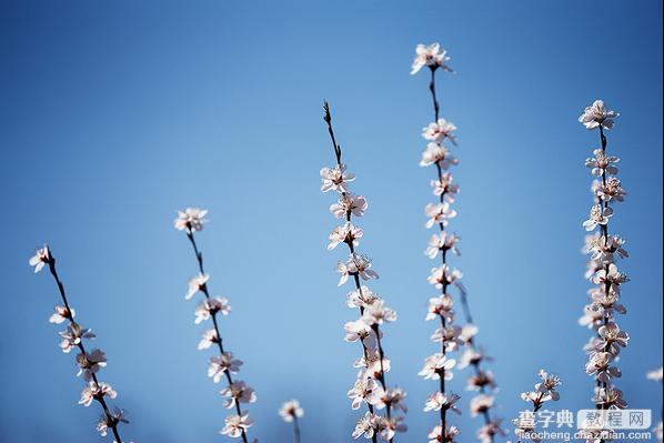 春季摄影七招巧拍树上花实例教程8