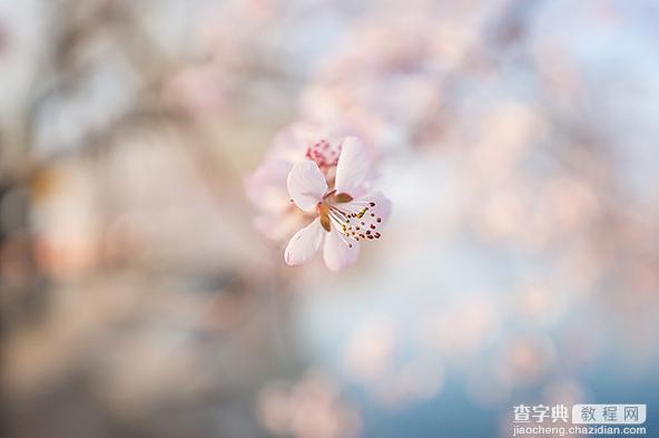 春季摄影七招巧拍树上花实例教程1