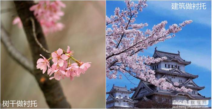 教你如何在春天樱花摄影技巧教程7