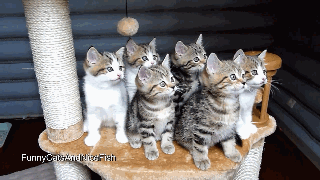 可爱猫咪的动作视频拍摄技巧介绍4