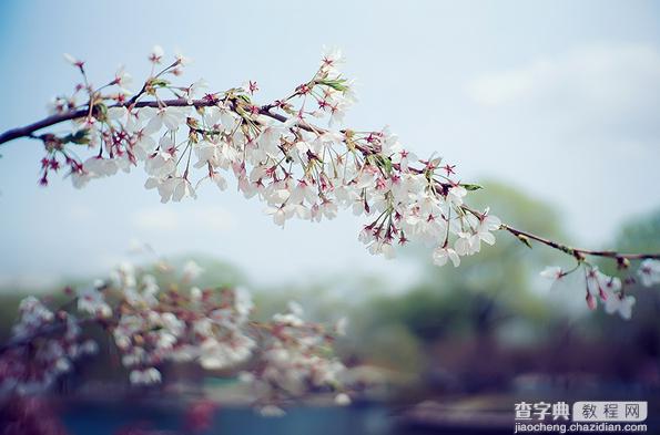 春季摄影七招巧拍树上花实例教程5