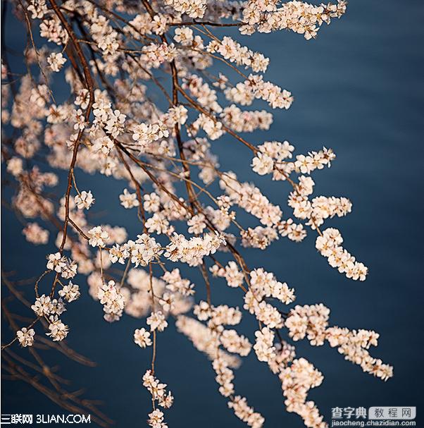 春季摄影七招巧拍树上花实例教程10