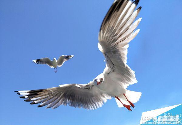 教你用普通的智能手机拍摄生动的鸟类照片3