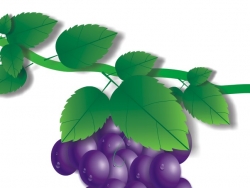 CorelDRAW X3绘制一串带有露珠的真实紫葡萄14