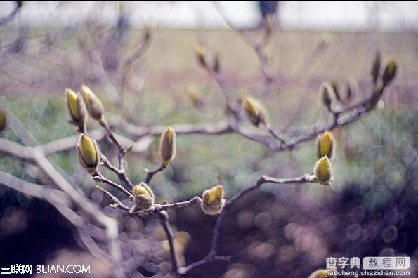 春季摄影七招巧拍树上花实例教程4