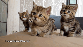 可爱猫咪的动作视频拍摄技巧介绍5