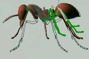 蚂蚁实例——深入了解3DMAX建模技术（上）38