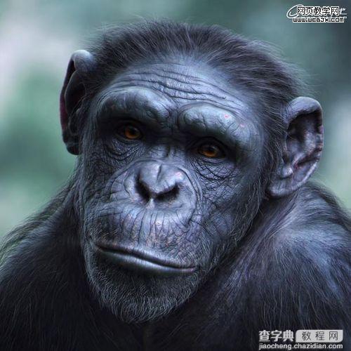 3Ds Max制作逼真的黑猩猩的雕刻模型教程16