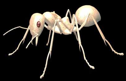 蚂蚁实例——深入了解3DMAX建模技术（上）1