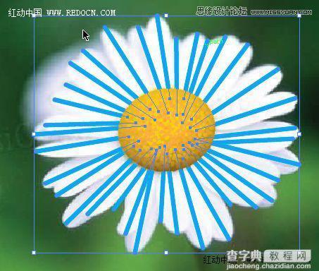 Illustrator绘制漂亮清新的白色雏菊效果图14