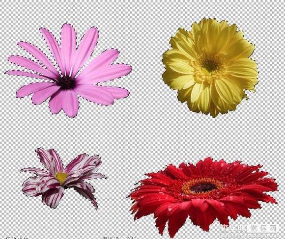 Photoshop 可爱的鲜花拼贴字5