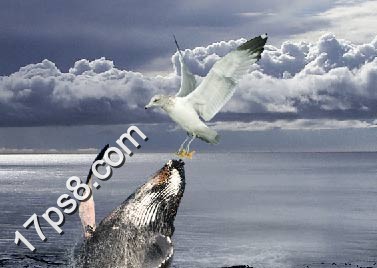 photoshop将合成鲸鱼越出水面掠夺海鸥食物场景效果17
