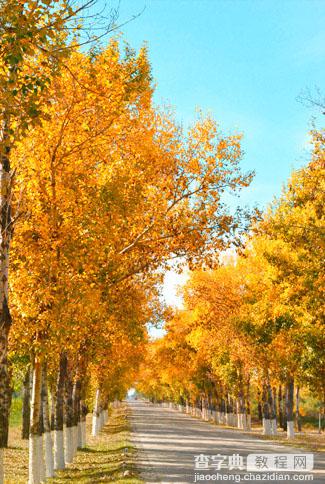 Photoshop快速为树林图片增加艳丽的秋季色效果2