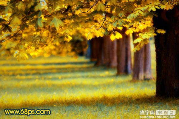 Photoshop将绿荫树林图片调成灿烂的金色调23