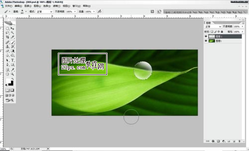 Photoshop将制作出漂亮绿叶上的水珠4