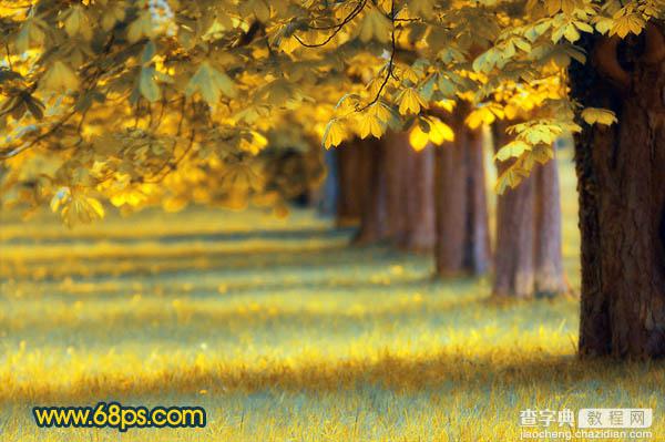 Photoshop将绿荫树林图片调成灿烂的金色调19