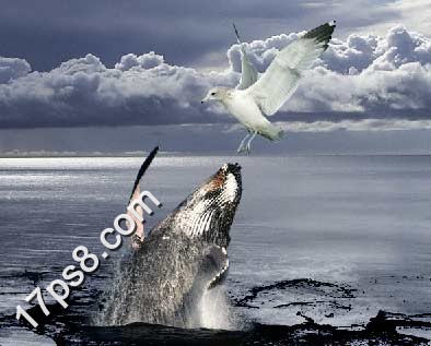 photoshop将合成鲸鱼越出水面掠夺海鸥食物场景效果14