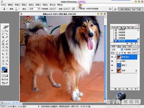 photoshop 利用橡皮及蒙版抠出长毛的小狗11