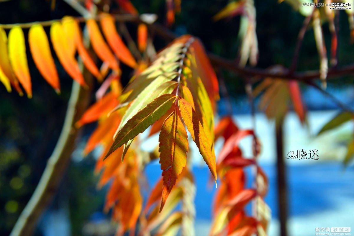 photoshop在LAB模式下通过曲线调整秋季摄影图片效果实例教程1