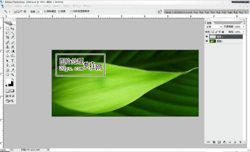 Photoshop将制作出漂亮绿叶上的水珠3