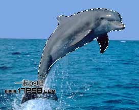 photoshop制作出漂亮的海豚立体纹身效果8