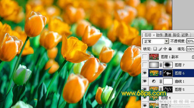 Photoshop制作鲜丽的橙黄色郁金香图片25