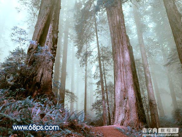 Photoshop制作暗调蓝紫色的森林图片14