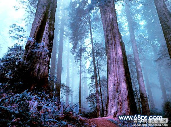 Photoshop制作暗调蓝紫色的森林图片25
