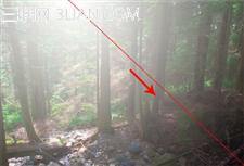 photoshop快速将偏暗的森林图片打造迷人的霞光色4