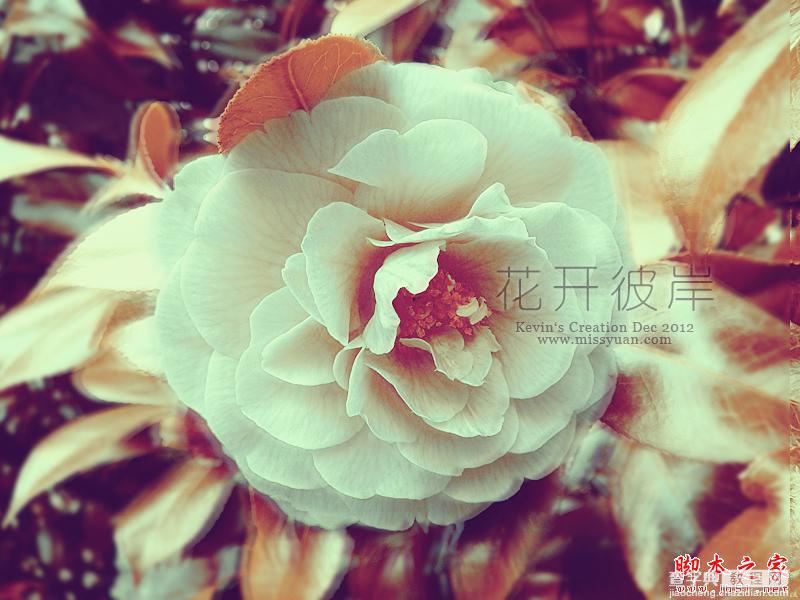 Photoshop将鲜艳的花朵照片调制出复古怀旧效果6