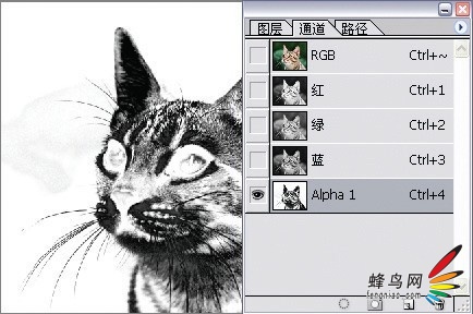 photoshop利用通道为猫咪画面选出主体11