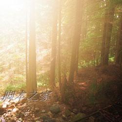 Photoshop为偏暗的森林图片增加柔和的透射阳光效果5