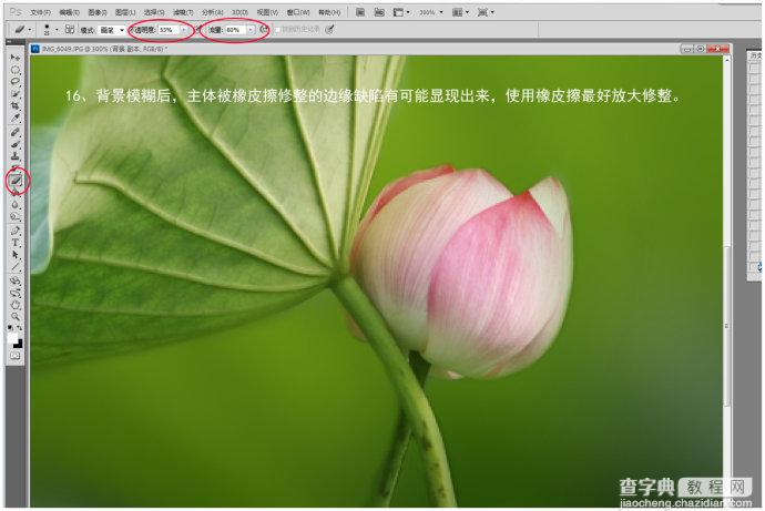 Photoshop为荷花图片简单虚化背景突出主体15