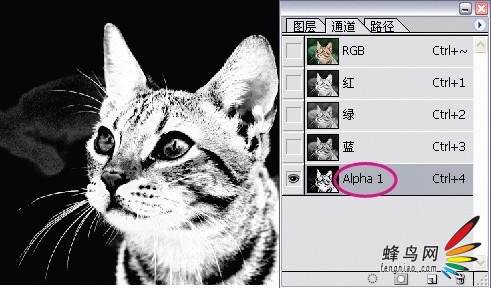 photoshop利用通道为猫咪画面选出主体10