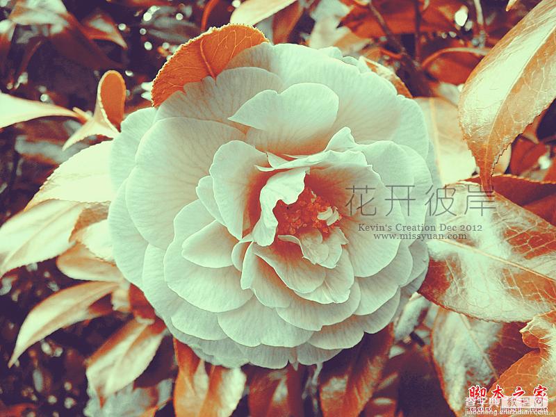 Photoshop将鲜艳的花朵照片调制出复古怀旧效果5